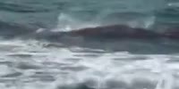 Animal Planet: Shark Kills Seal In Florida