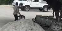 Biker attacked by a buffalo in India
