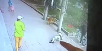 Cat Falls From Apartment Knocking Man Unconscious (Better Quality)