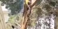 Guy cuts tree, crane not strong enough