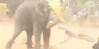 Elephant Goes Mad (R)