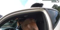 Goat Eats Cops Papers