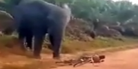 Woman attacked by elephant