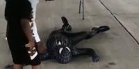 Spiderman Breaks Himself On BD Party