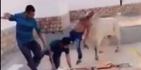 Mad Cow Attacks Workers