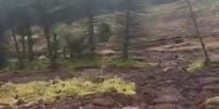 Walking Trees