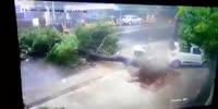 Man Casually Strolling Crushed by Tree
