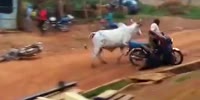 Cow Attacks Nigerians
