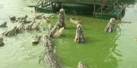 Tourists Surrounded by Hungry Crocodiles