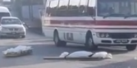 Hearse Drops Dead Bodies in the Middle of the Road