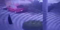 Burka Woman Gets Killed By Speeding Car