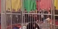 Tiger Attacks Handler In Chinese Circus