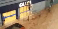 Brazilian Phelps