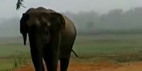 Man Gets Crushed By Elephant
