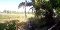 Tree Fights Back (R)