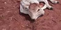 Calf born with two heads