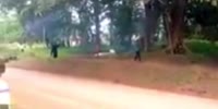 Falling Tree Crushes Strangers In Africa