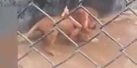 Man Falls in Lion Area in Zoo and gets eaten (R)