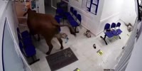 Mad Cow Attacks Colombian Hospital Visitors