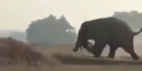 Mad Elephant Crushes Man In India