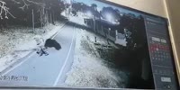 Wild Black Boar Scares Man To Shit