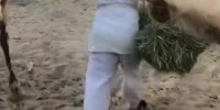 Arab Man Attacked By Camel