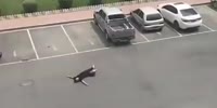 Please Dont Go !