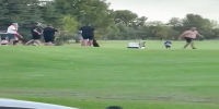 Crazy Man-Tits flop during fight