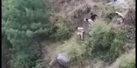 Man attacked by tiger