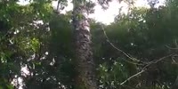 Man falls from the tree