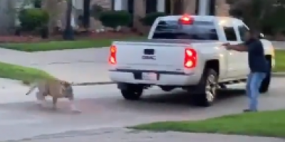 Texas Man Confronts A Tiger