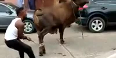 Huge Bull Attacks Owner