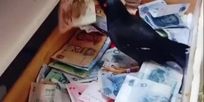 Damn, I Need That Bird