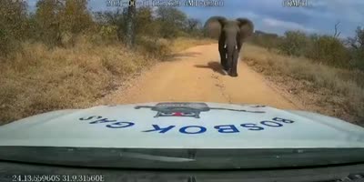 Elephant Charges at Car in SA
