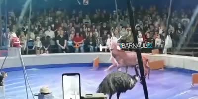 Circus Deer Attacks Handlers