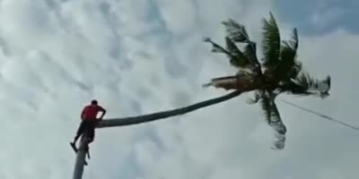 Cutting A Palm Tree Goes Wrong