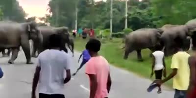 Man Crushed By Thirsty Elephant In India