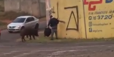 Boar Attacks Delivery Guy In Brazil