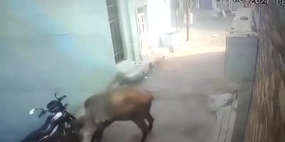 Woman Attacked By Evil Cow In India