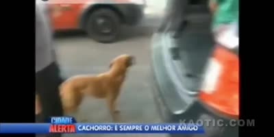 Dog gets arrested by Brazilian police