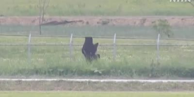 Bear Breaks Into Military Complex In Japan.