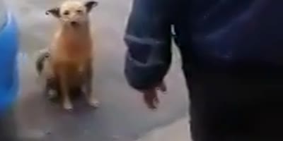 Dog Gets Searched by Police