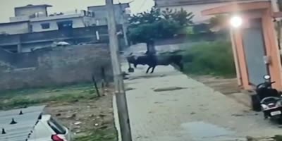 Bull Crushes Man Against The Wall