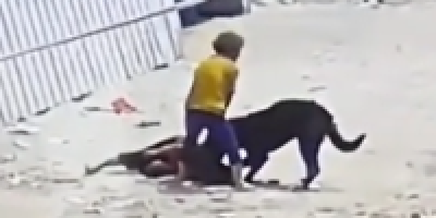 Woman Fatally Mauled By Dog In China