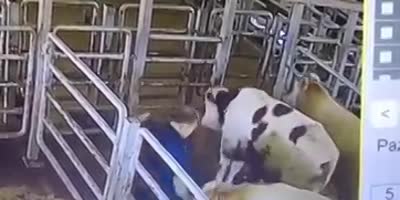 Bull Attacks Farm Keeper In Turkey