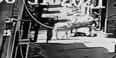 Woman attack by angry bull