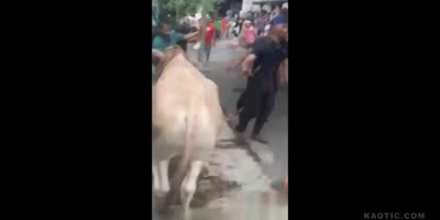 Old man kicked by cow.