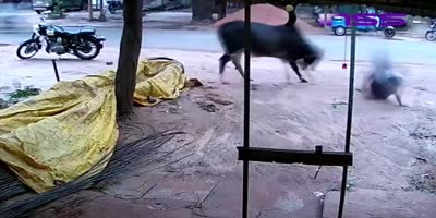 Bull Attacks Random Man In India