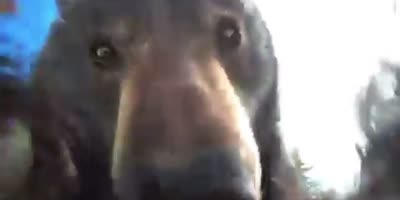 Bear Finds GoPro