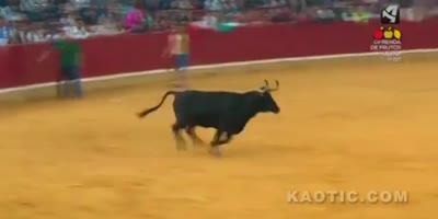 The bull wanted to see his horn.